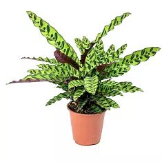 Калатея Лансифолия - Calathea Lancifolia D14 H45