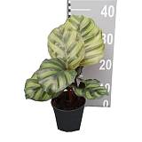 Калатея Фасциата - Calathea Fasciata D12 H35