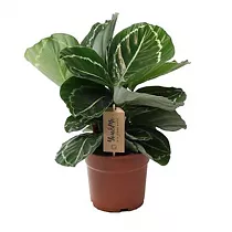 Калатея Джулия - Calathea Julia D17 H35