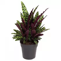 Калатея Лансифолия - Calathea Lancifolia D27 H70