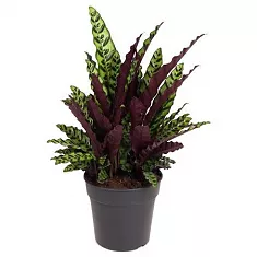 Калатея Лансифолия - Calathea Lancifolia D27 H70