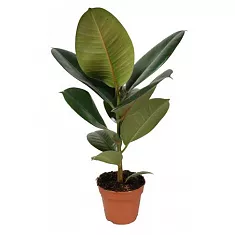 Фикус эластика Робуста - Ficus elastica Robusta D19 H55