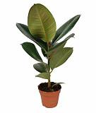 Фикус эластика Робуста - Ficus elastica Robusta D19 H55