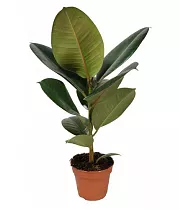 Фикус эластика Робуста - Ficus elastica Robusta D19 H55