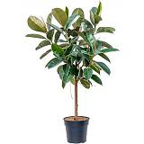 Фикус эластика Робуста - Ficus El Robusta On Stem D30 H120