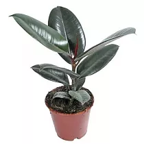 Фикус эластика Робуста - Ficus elastica Robusta D12 H30