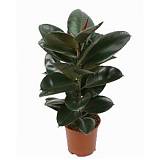 Фикус эластика Робуста - Ficus elastica Robusta D21 H100