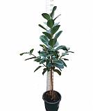 Фикус эластика Робуста - Ficus El Robusta On Stem D45 H200