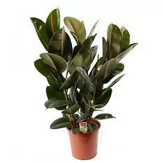 Фикус эластика Робуста - Ficus elastica Robusta D28 H100