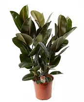 Фикус эластика Робуста - Ficus elastica Robusta D28 H100