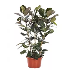 Фикус эластика Робуста - Ficus elastica Robusta D28 H130