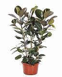 Фикус эластика Робуста - Ficus elastica Robusta D28 H130