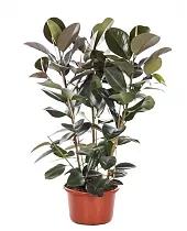 Фикус эластика Робуста - Ficus elastica Robusta D28 H130