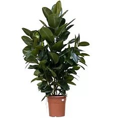 Фикус эластика Робуста - Ficus elastica Robusta D30 H110