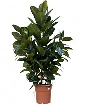 Фикус эластика Робуста - Ficus elastica Robusta D30 H110