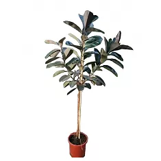 Фикус Абиджан штамб -  Ficus El Abidjan On Stem D30 H200