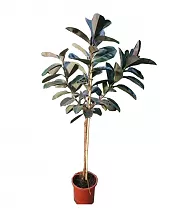 Фикус Абиджан штамб -  Ficus El Abidjan On Stem D30 H200