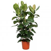 Фикус эластика Робуста - Ficus elastica Robusta D35 H170