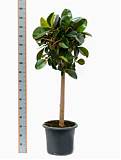 Фикус эластика Робуста - Ficus elastica Robusta D35 H160
