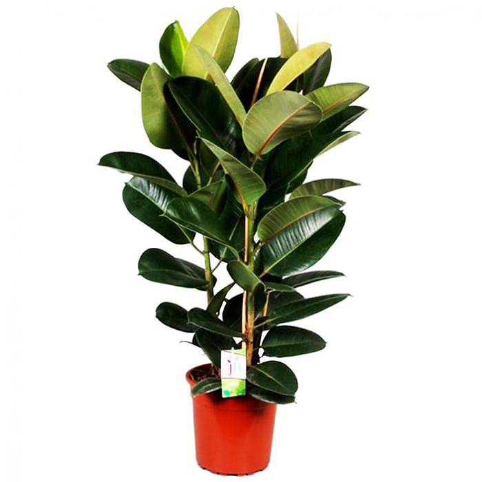 Фикус эластика Робуста - Ficus elastica Robusta D30 H150