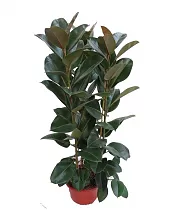 Фикус эластика Робуста - Ficus elastica Robusta D30 H160