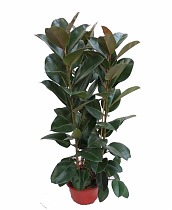 Фикус эластика Робуста - Ficus elastica Robusta D30 H160