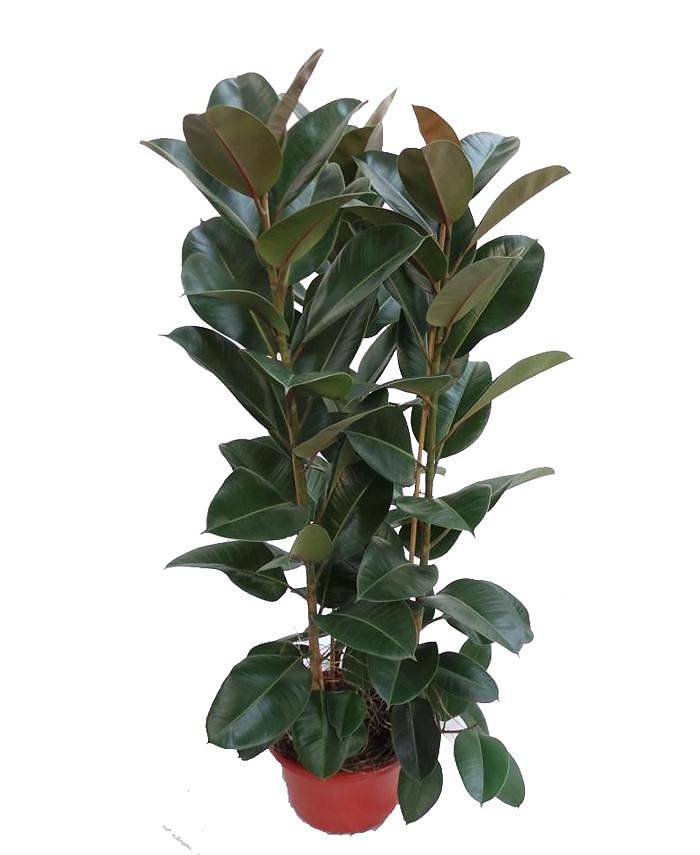 Фикус эластика Робуста - Ficus elastica Robusta D30 H160