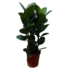 Фикус эластика Робуста - Ficus elastica Robusta D27 H120