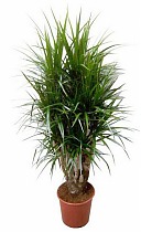 Драцена Маргината Биколор - Marginata magenta D30 H140