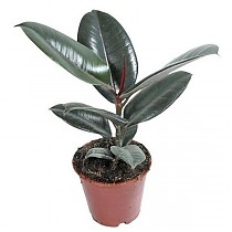 Фикус эластика Робуста - Ficus elastica Robusta D12 H30