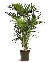 Ховея Форстера - Forsteriana D30 H180