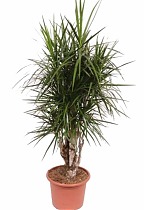 Драцена Маргината бранч - Drac Marginata Branched D40 H180