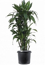Драцена Джанет Крэйг куст - Dracaena deremensis "Janet Craig" D35 H160