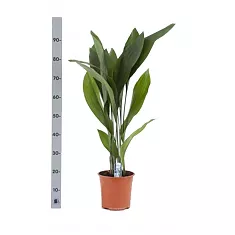 Аспидистра высокая - Aspidistra elatior D21 H95