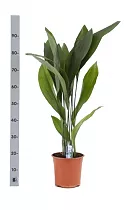 Аспидистра высокая - Aspidistra elatior D21 H95