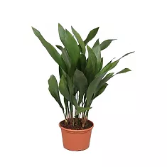 Аспидистра высокая куст - Aspidistra elatior D25 H90