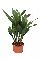 Аспидистра высокая куст - Aspidistra elatior D25 H90