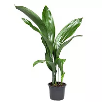 Аспидистра высокая куст - Aspidistra elatior D15 H50