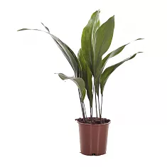 Аспидистра высокая - Aspidistra elatior D21 H80