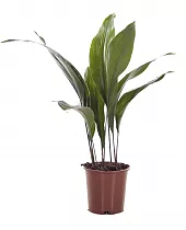 Аспидистра высокая - Aspidistra elatior D21 H80