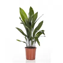 Аспидистра высокая куст - Aspidistra elatior D24 H90