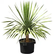 Драцена Дракон (Драконово дерево) - Dracaena draco D18 H50