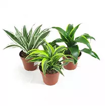 Драцена Дракон (Драконово дерево) микс - Dracaena draco D12 H35