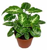 Каладиум - Caladium D17 H35