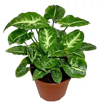 Каладиум - Caladium D17 H35