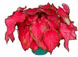 Каладиум - Caladium D17 H35