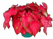Каладиум - Caladium D17 H35