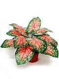 Каладиум - Caladium  D12 H25