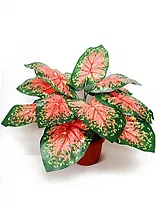 Каладиум - Caladium  D12 H25