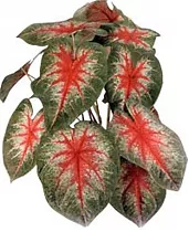 Каладиум - Caladium D17 H35